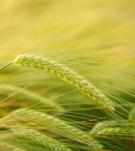 SatSure Cygnus for Seeds Phenotyping