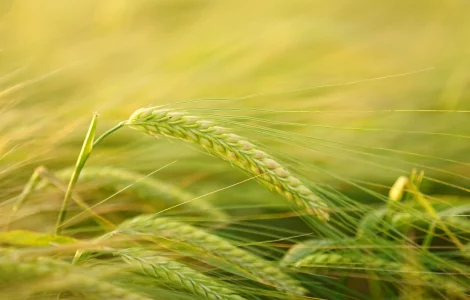 SatSure Cygnus for Seeds Phenotyping